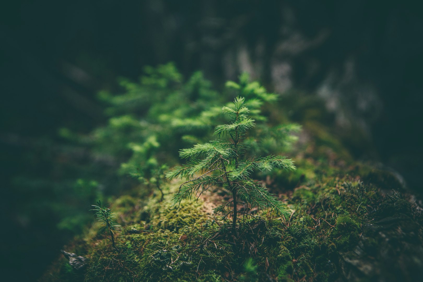 Naturen i styrelsen